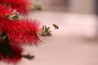 honeybee flying over red flower in close up photography during daytime