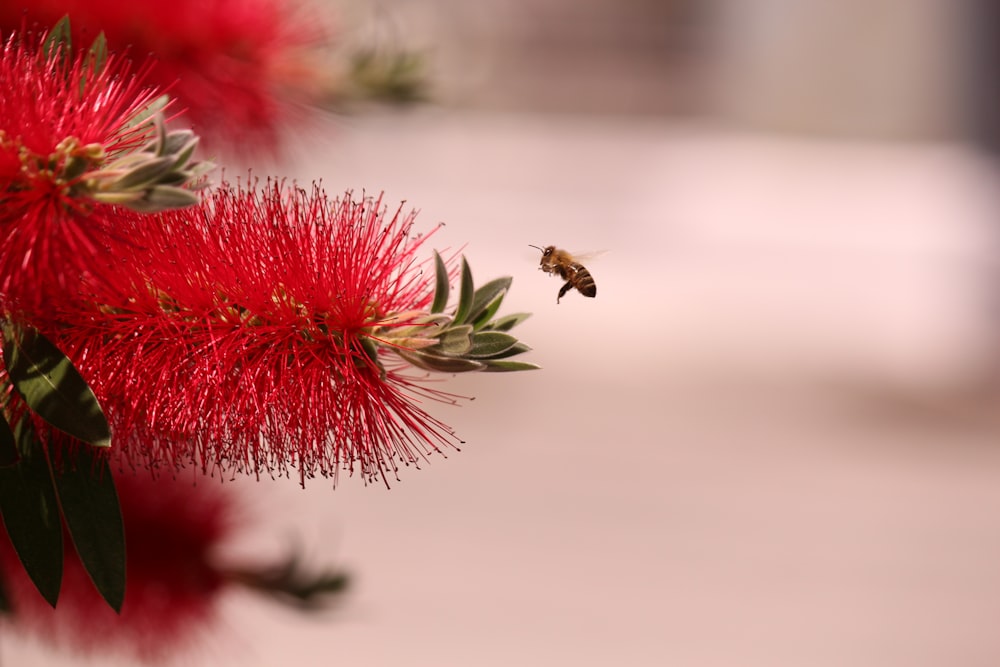 honeybee flying over red flower in close up photography during daytime