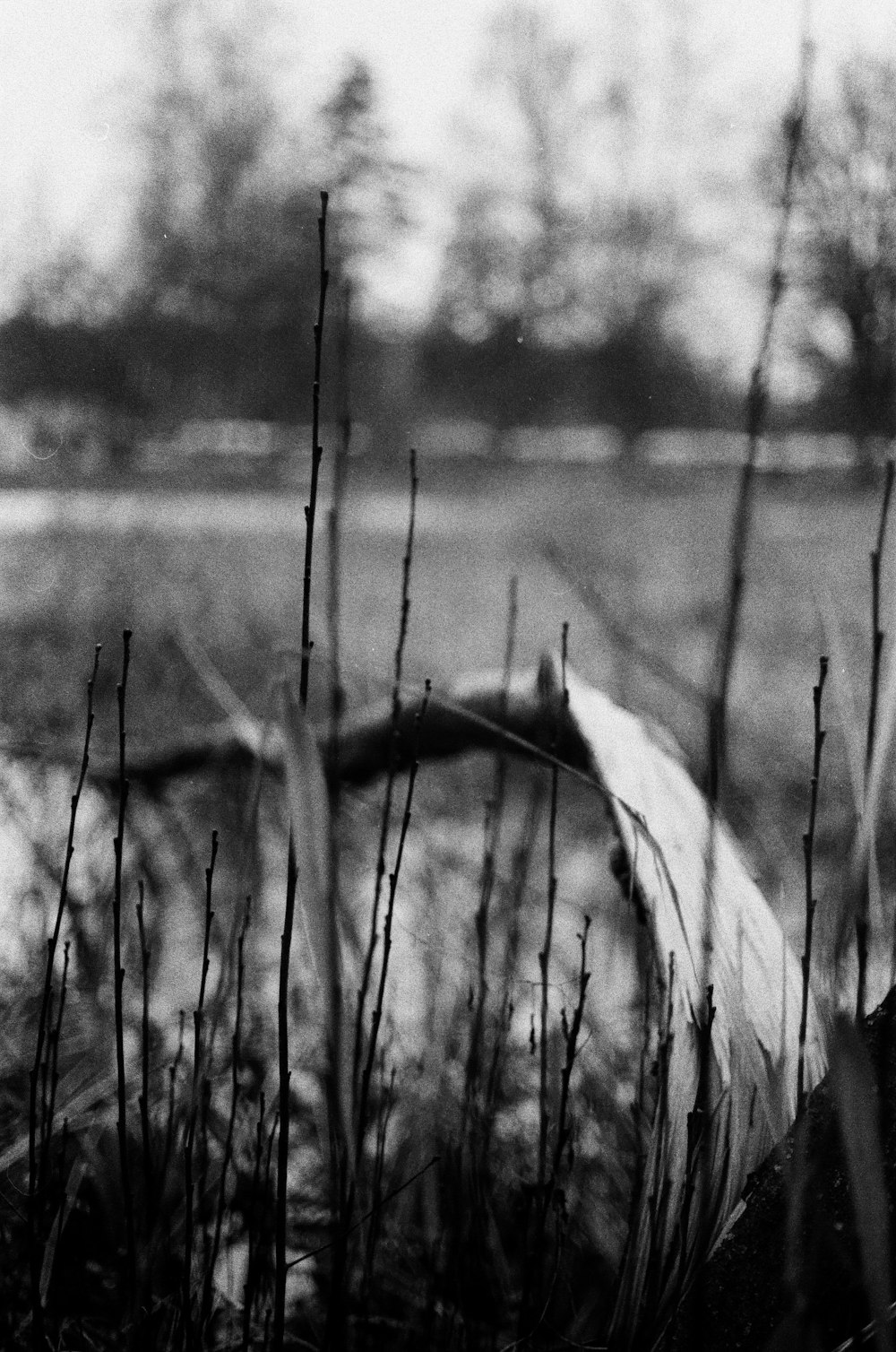 grayscale photo of grass near body of water