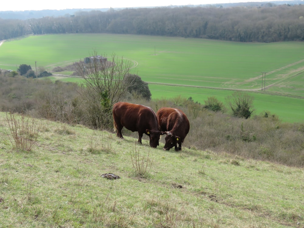 brown cow on green grass field during daytime