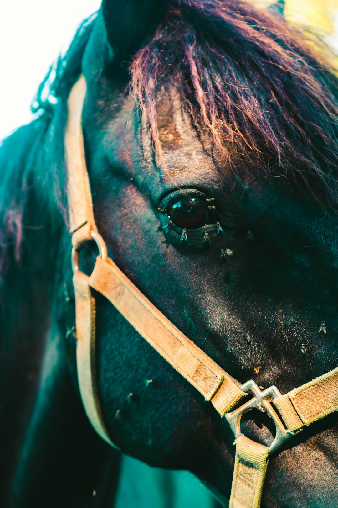 brown horse with black leather strap