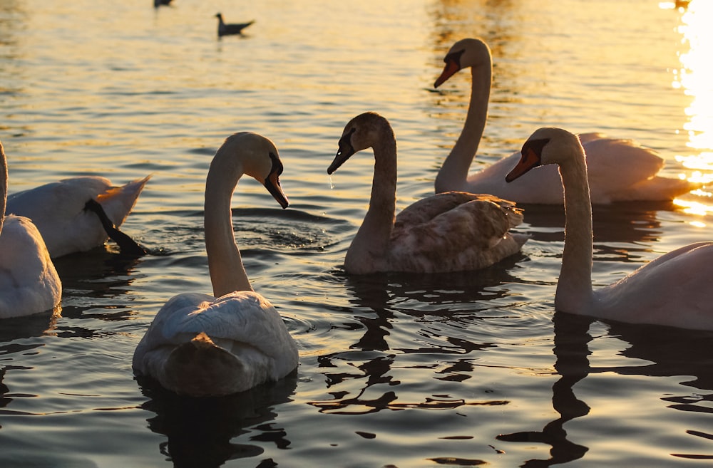 white swan on water during daytime