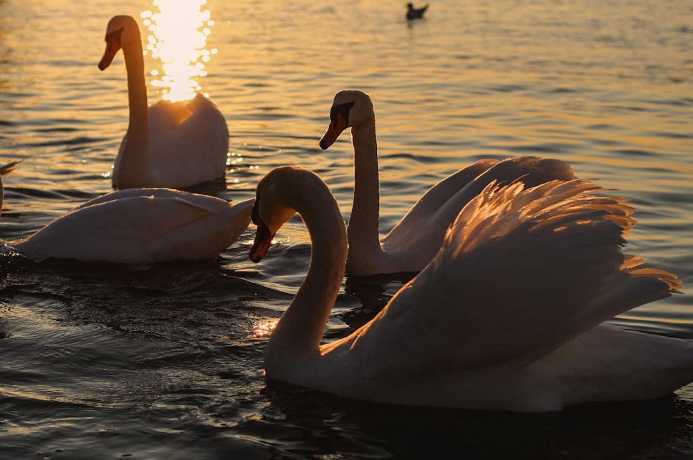 Weißer Schwan tagsüber auf Gewässern