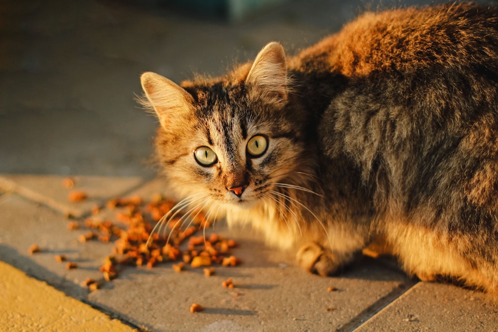 gato atigrado marrón en un camino de cemento gris