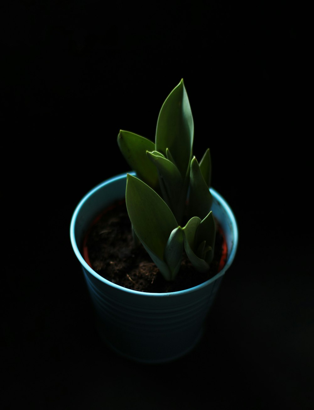 green succulent plant in blue ceramic pot