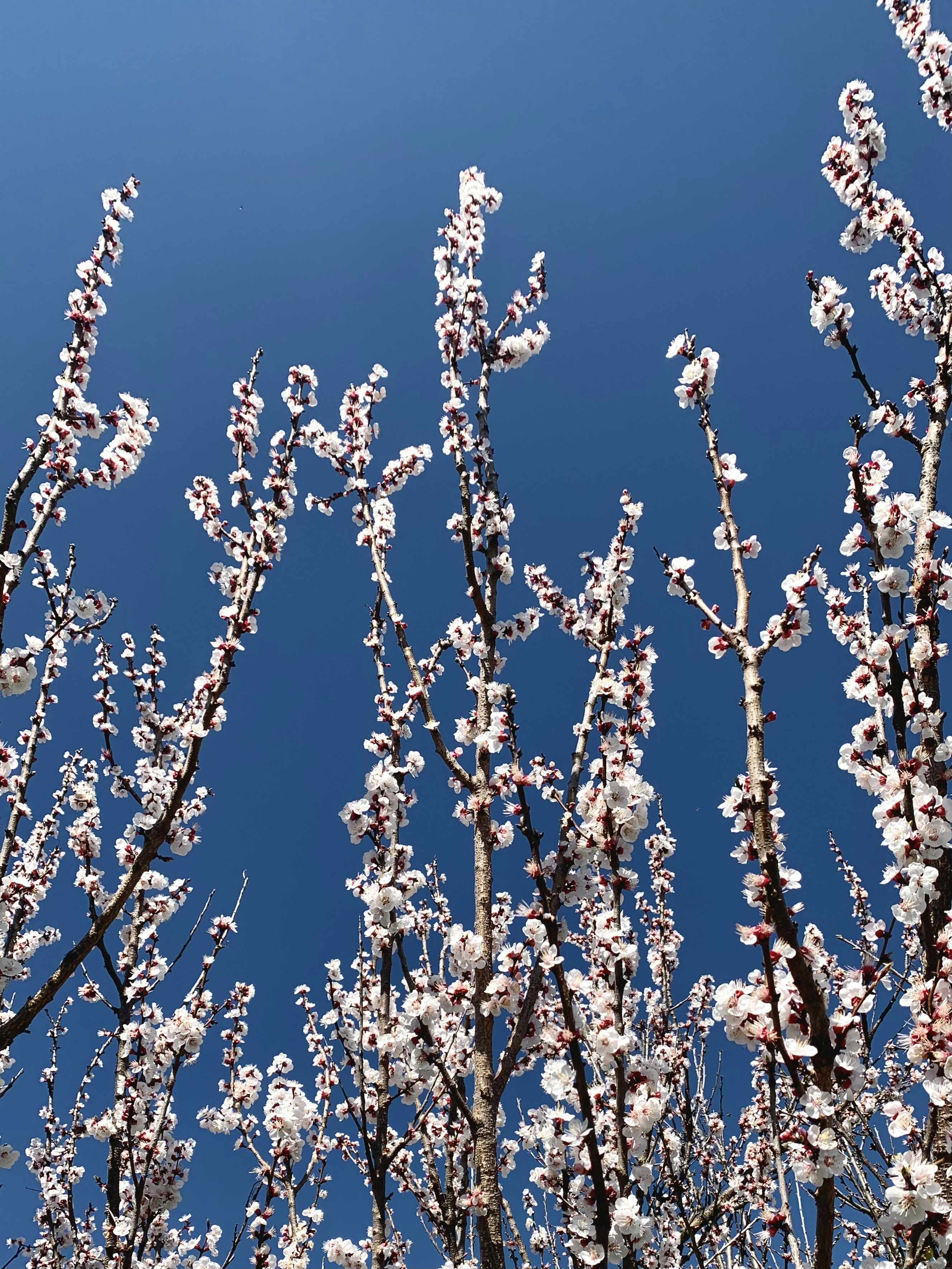 Photo by damiano_baschiera