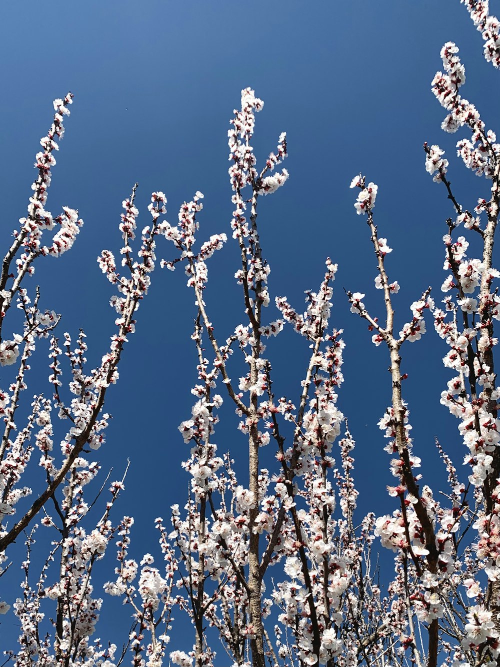 weiße und blaue Lichterketten am braunen Ast tagsüber