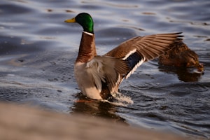 Elegant Tufted Duck Designs