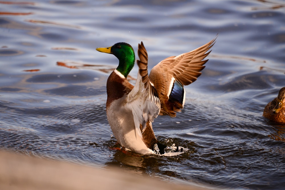 canard colvert sur l’eau pendant la journée