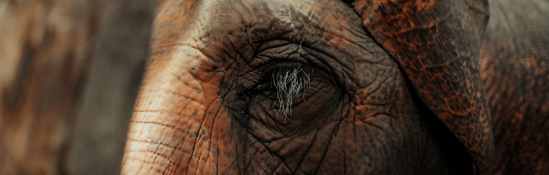 close up photo of elephant eye