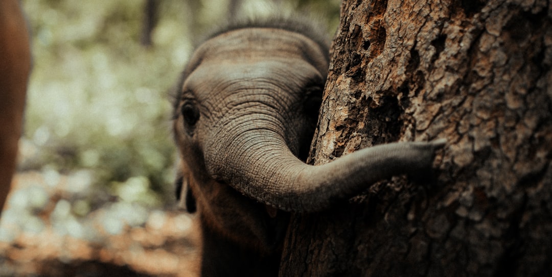 elephant eating tree trunk during daytime