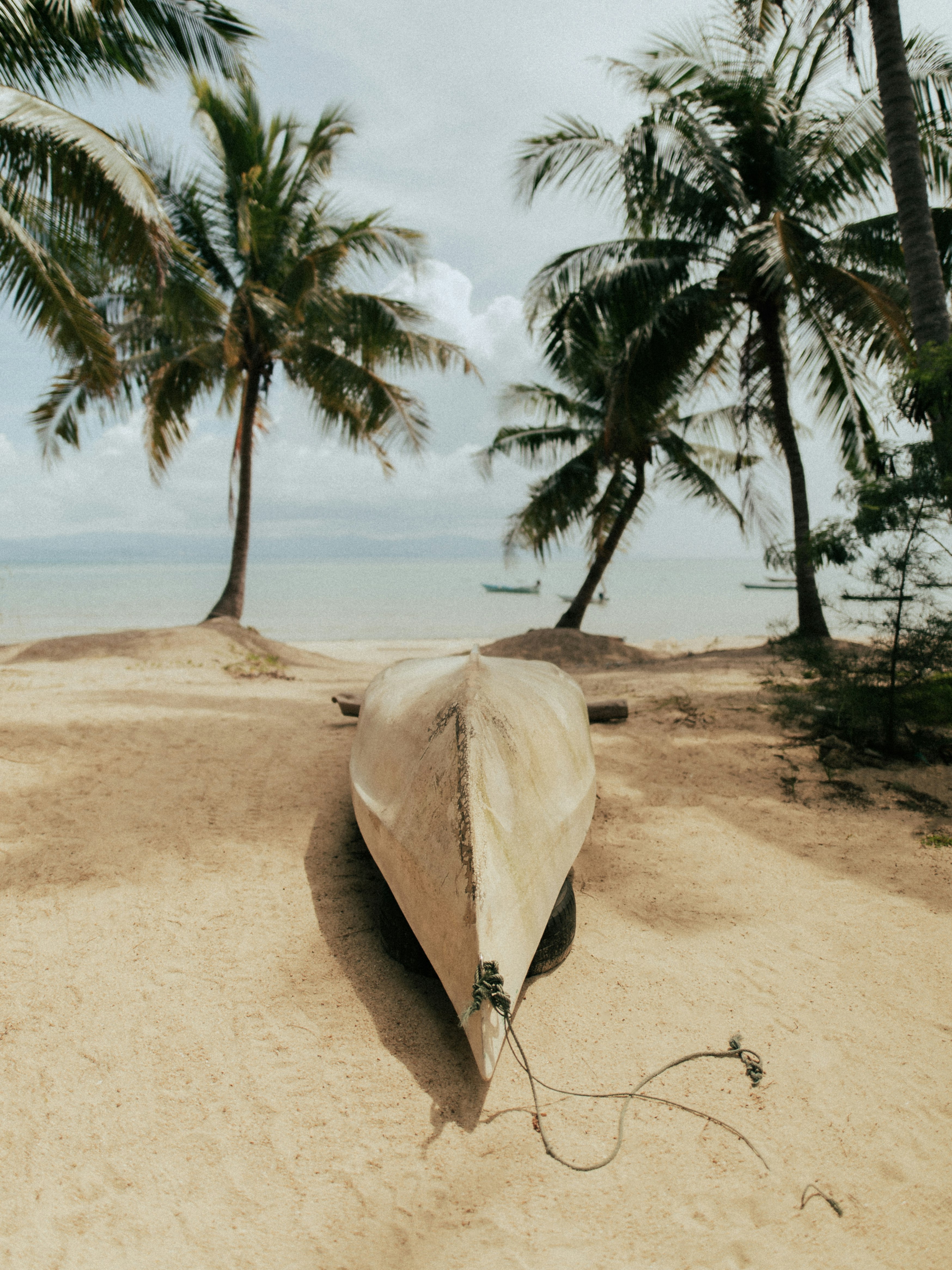 brown hat on brown sand near green palm tree during daytime