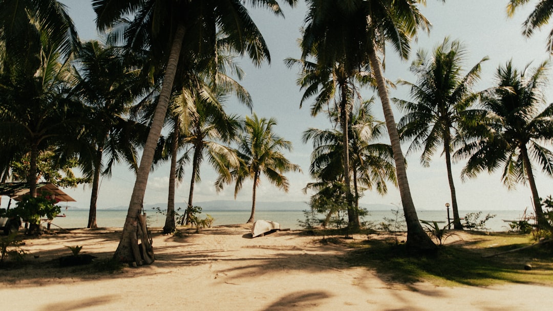 people on beach during daytime