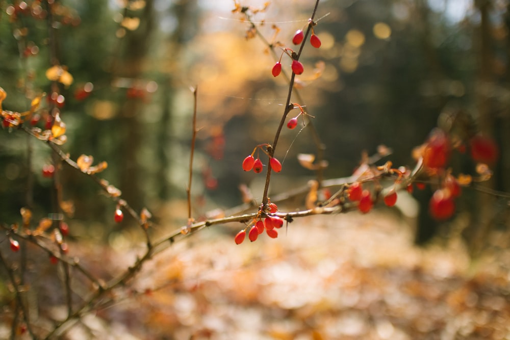 red round fruits in tilt shift lens