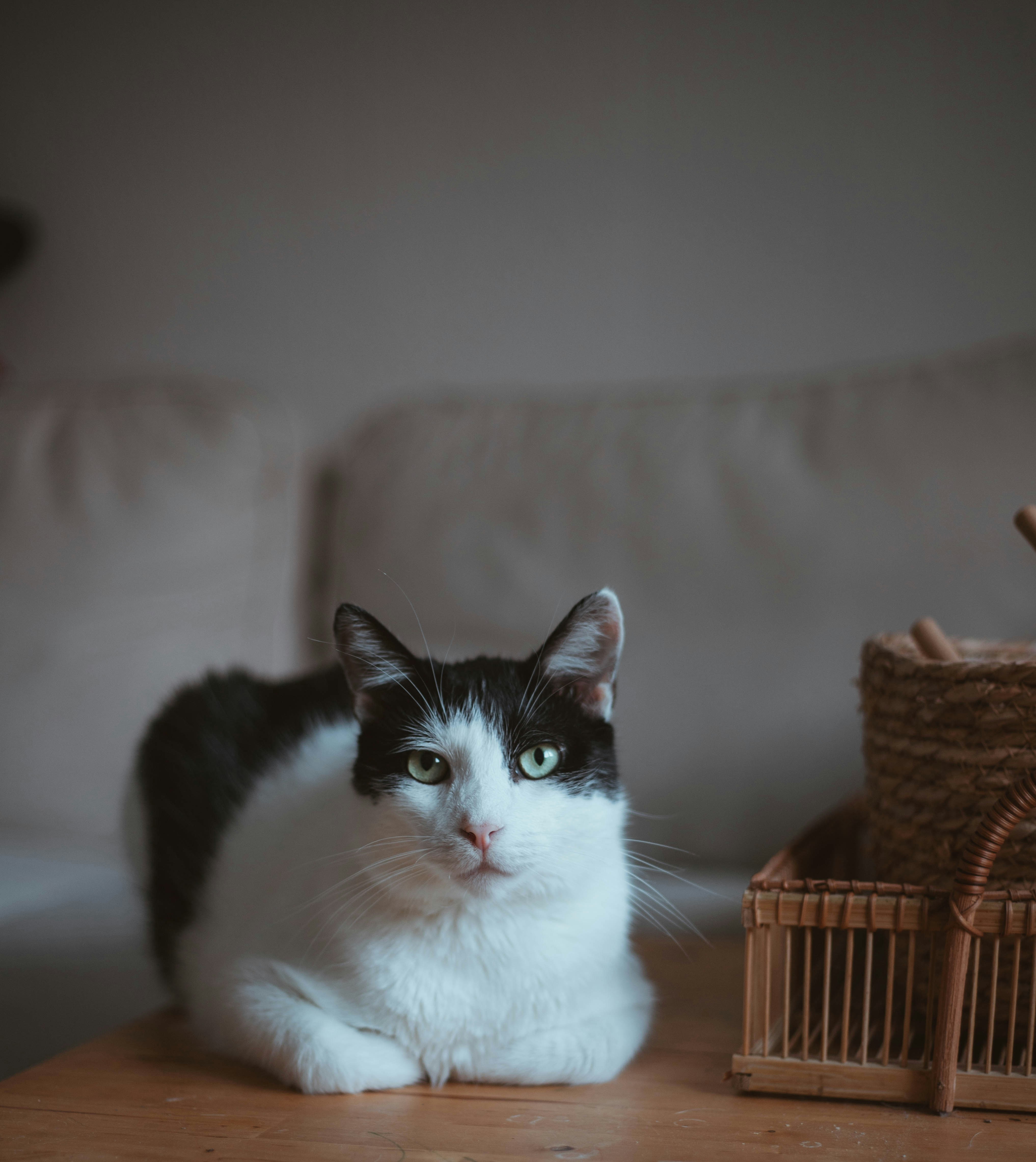white and black cat on brown wooden table