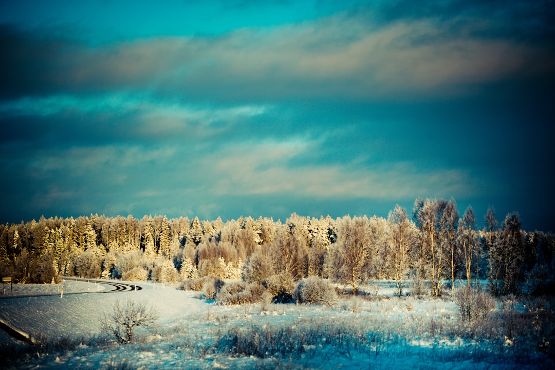 brown trees on snow covered ground under cloudy sky during daytime