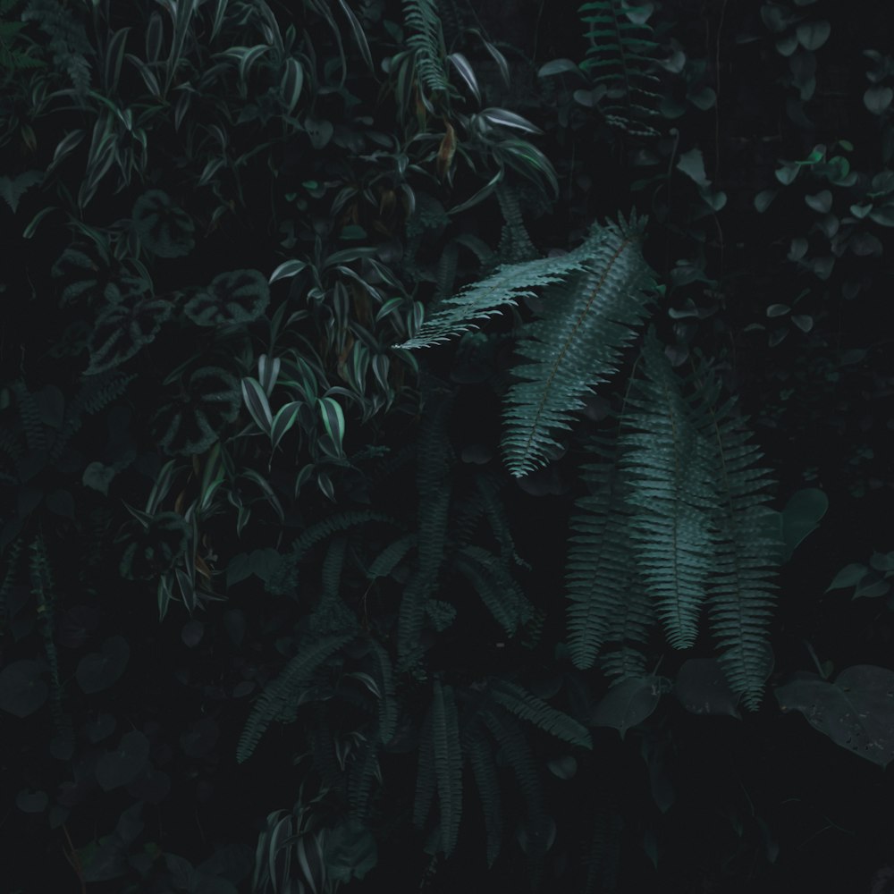 green fern plant during nighttime