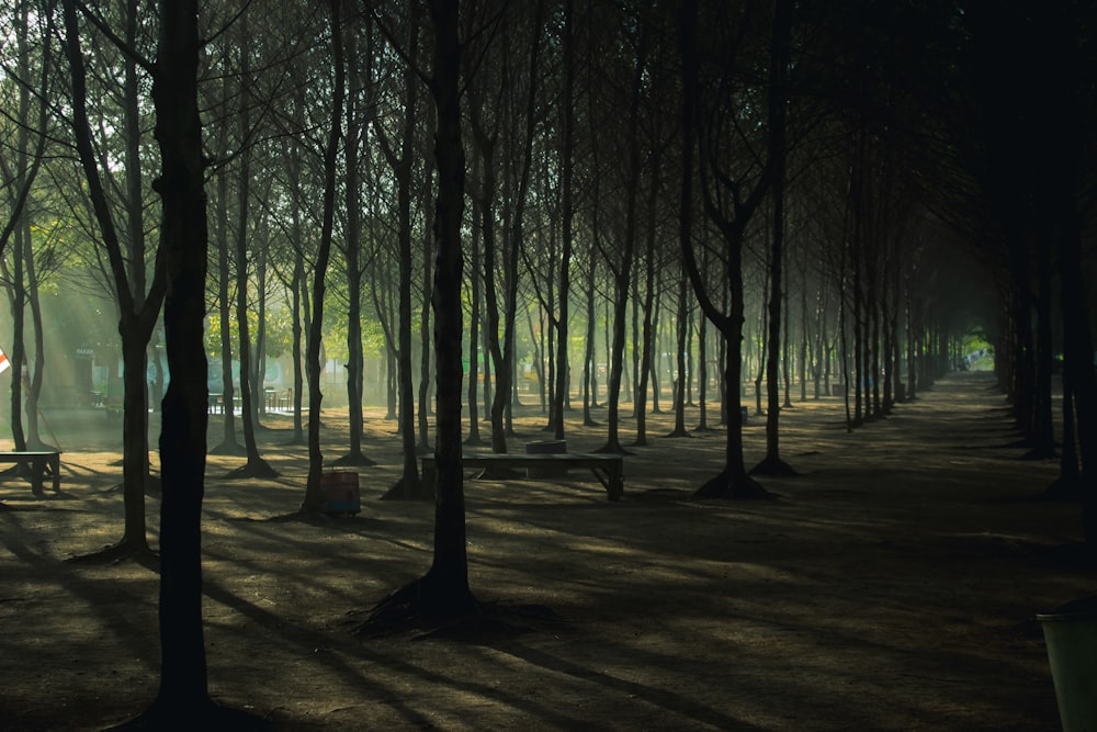 silhouette of trees during daytime