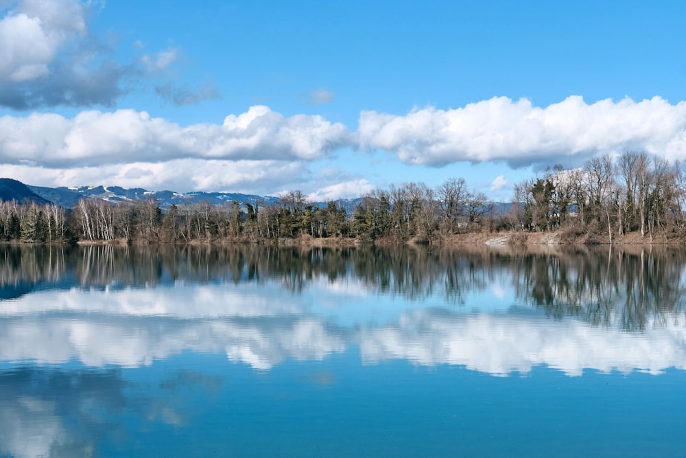 alberi bianchi vicino allo specchio d'acqua sotto il cielo blu durante il giorno