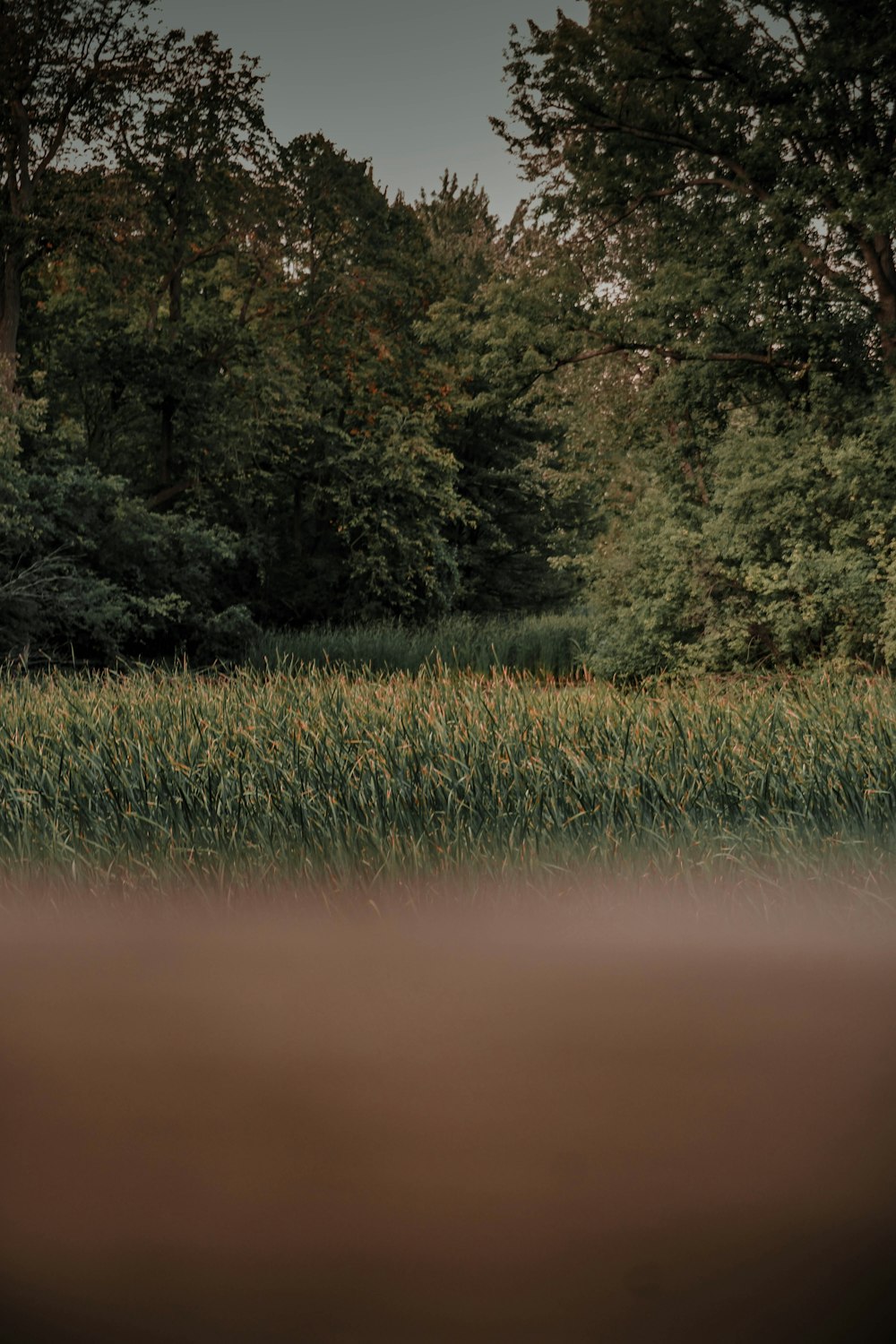 green grass field near lake during daytime