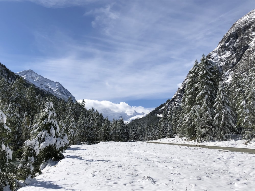 green trees on snow covered ground during daytime