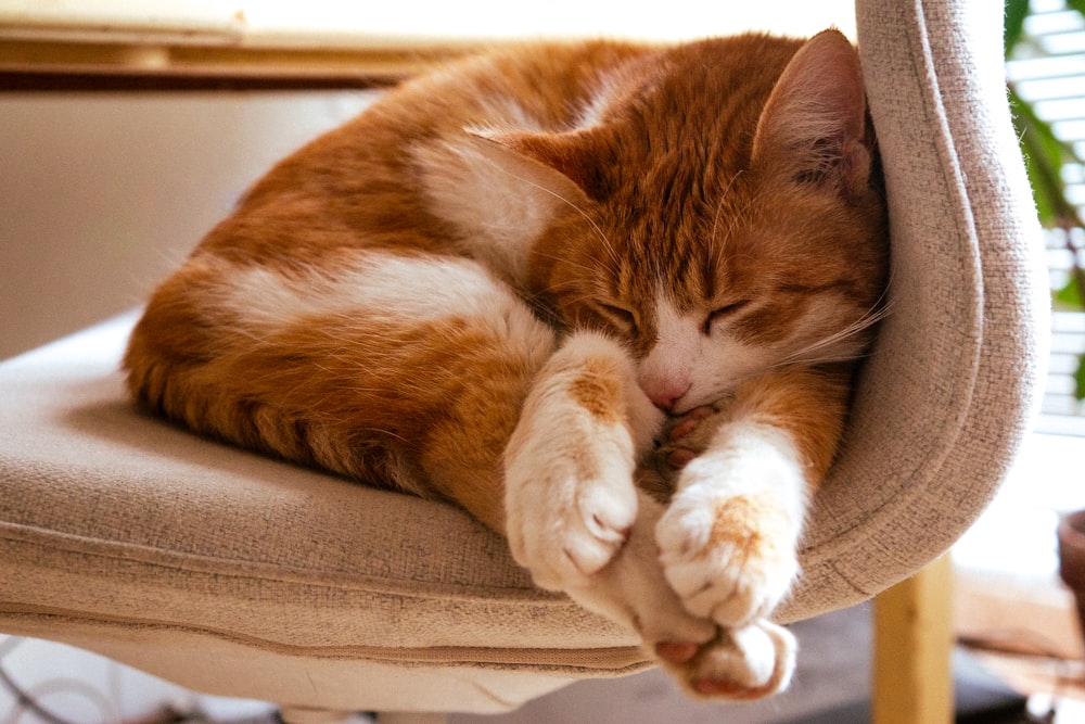 茶色のテキスタイルに横たわっているオレンジ色のぶち猫