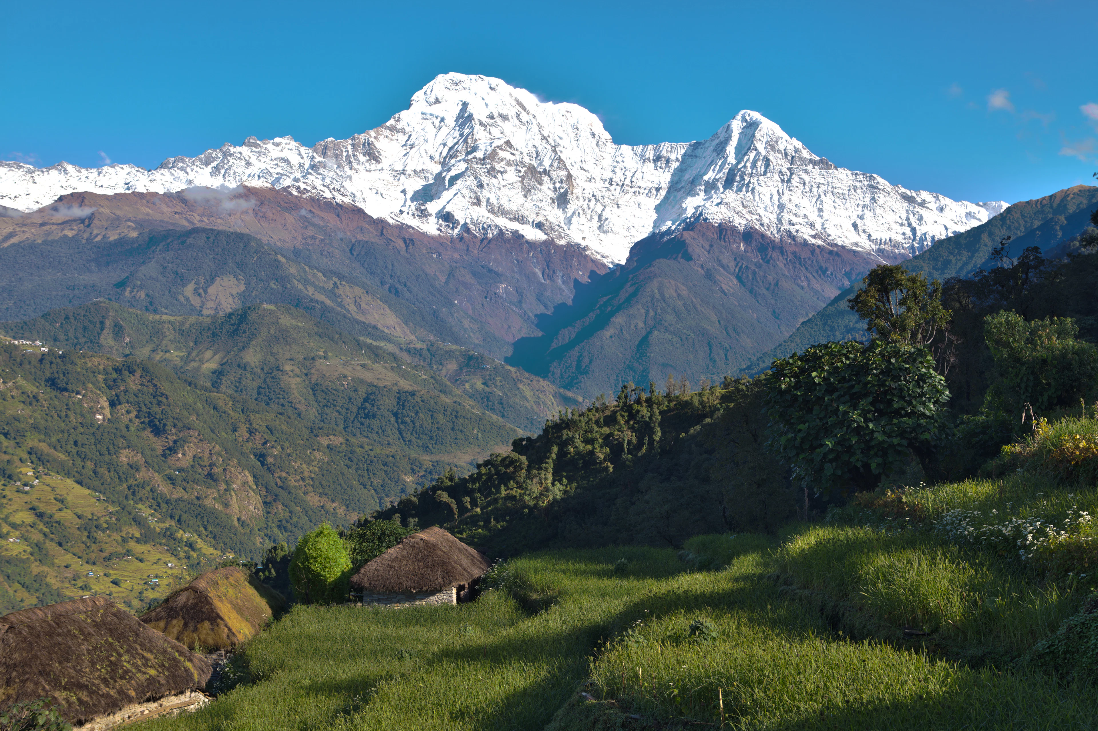 Sniegu padengtos Himalajų viršūnės virš žalių terasų ir kaimo namelių Anapurnos regione, Nepalas