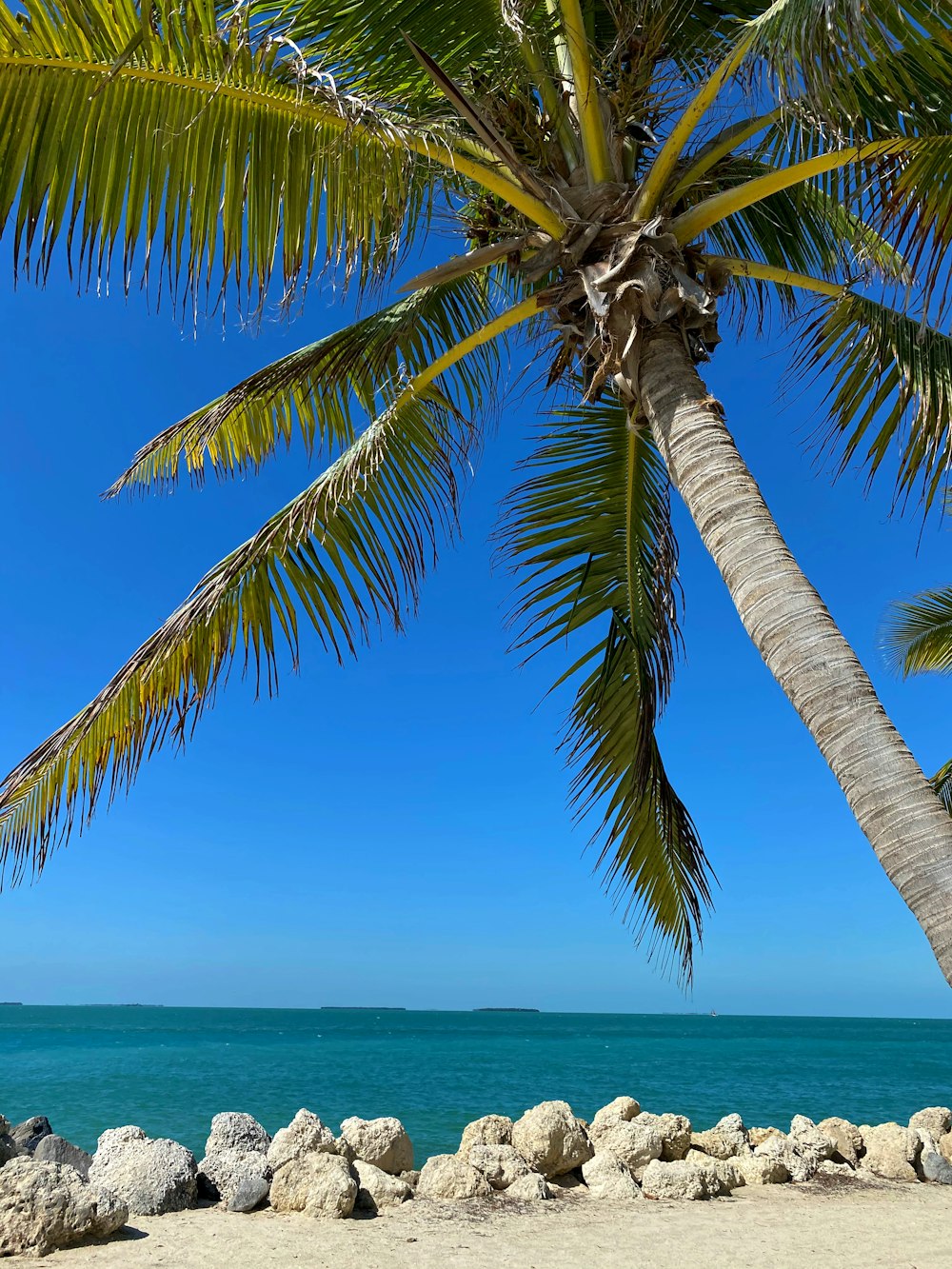 albero di cocco vicino al mare durante il giorno