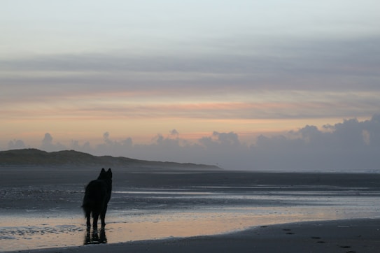 A silhouette of a dog stands on a serene beach during sunset, with gentle waves lapping at the shore and a sky painted in soft pastel colors.
