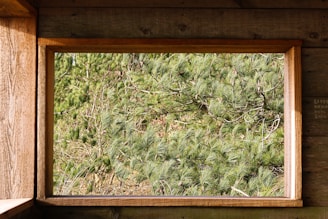 A wooden frame reveals a lush and dense view of green pine branches filling the entire space, giving the impression of being in the heart of a forest.