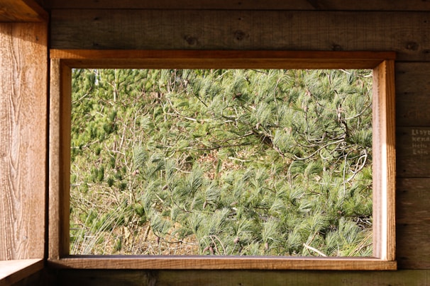 A wooden frame reveals a lush and dense view of green pine branches filling the entire space, giving the impression of being in the heart of a forest.
