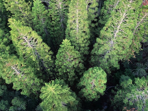 Aerial shot of a vibrant green forest from above.