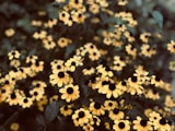 yellow flowers in tilt shift lens