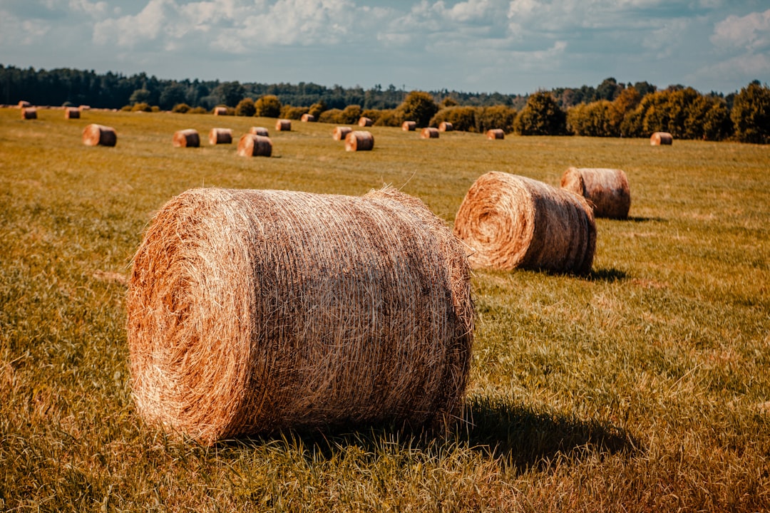 brown hays on green grass field during daytime