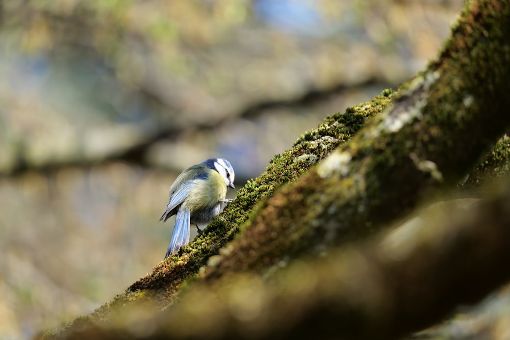 white and black bird on brown tree branch