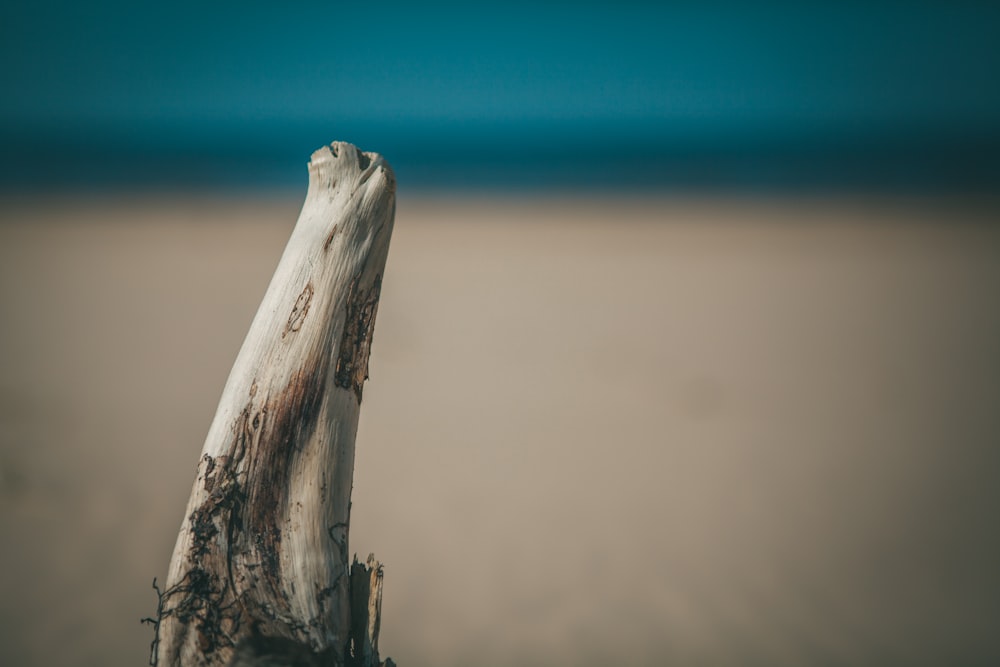 brown wood in close up photography