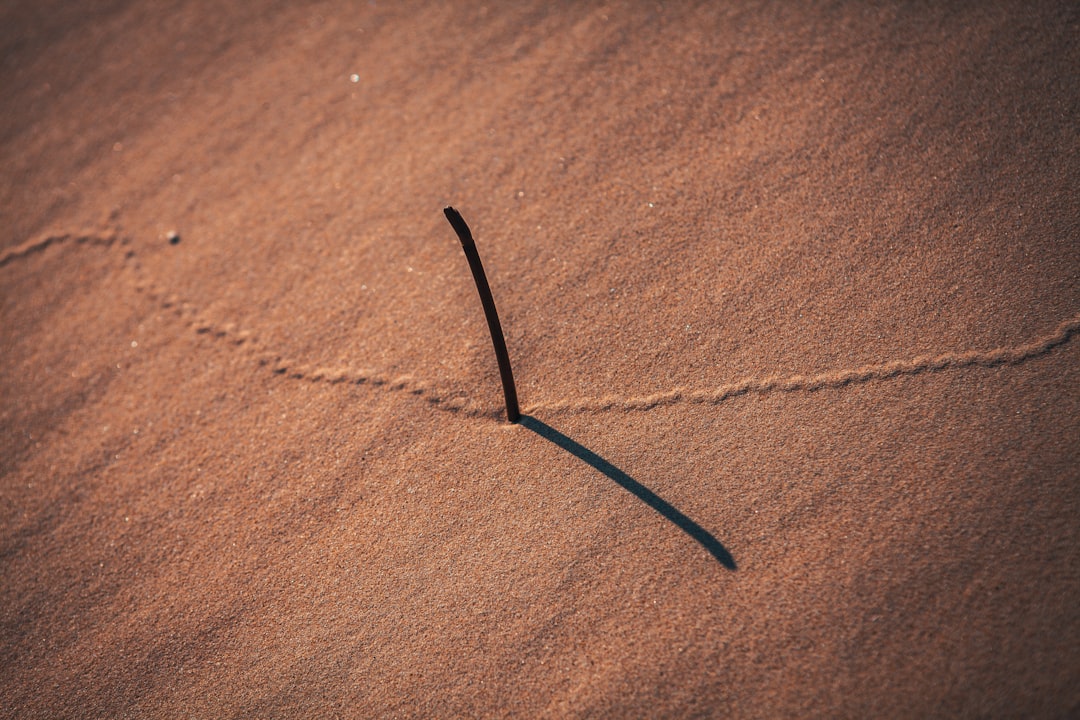 black stick on brown sand