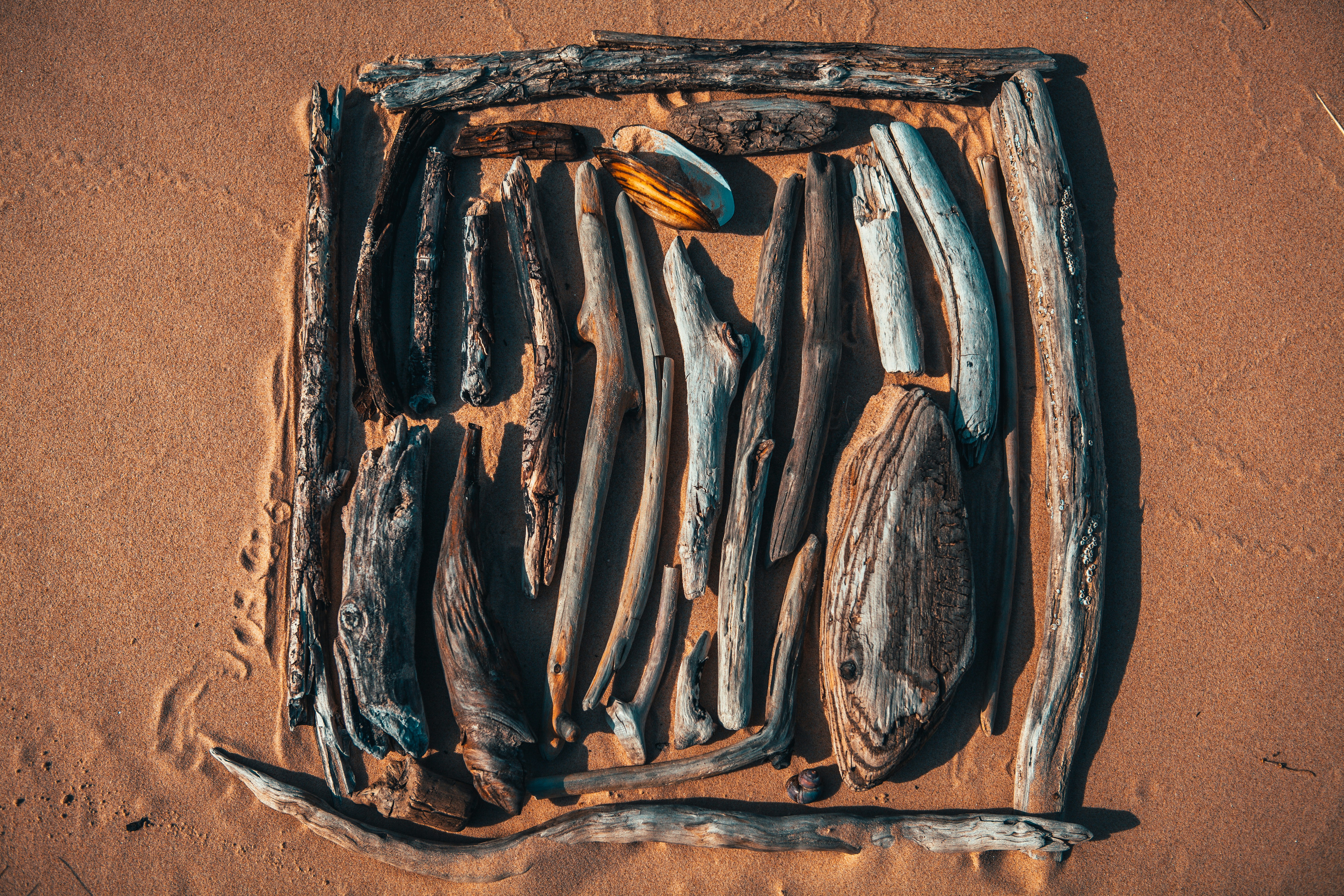The Role of Amateur Fossil Hunters (image credits: unsplash)
