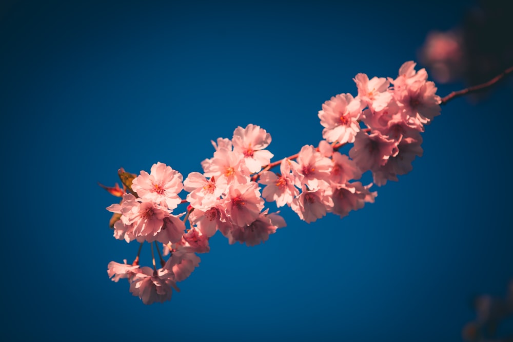 pink cherry blossom in close up photography