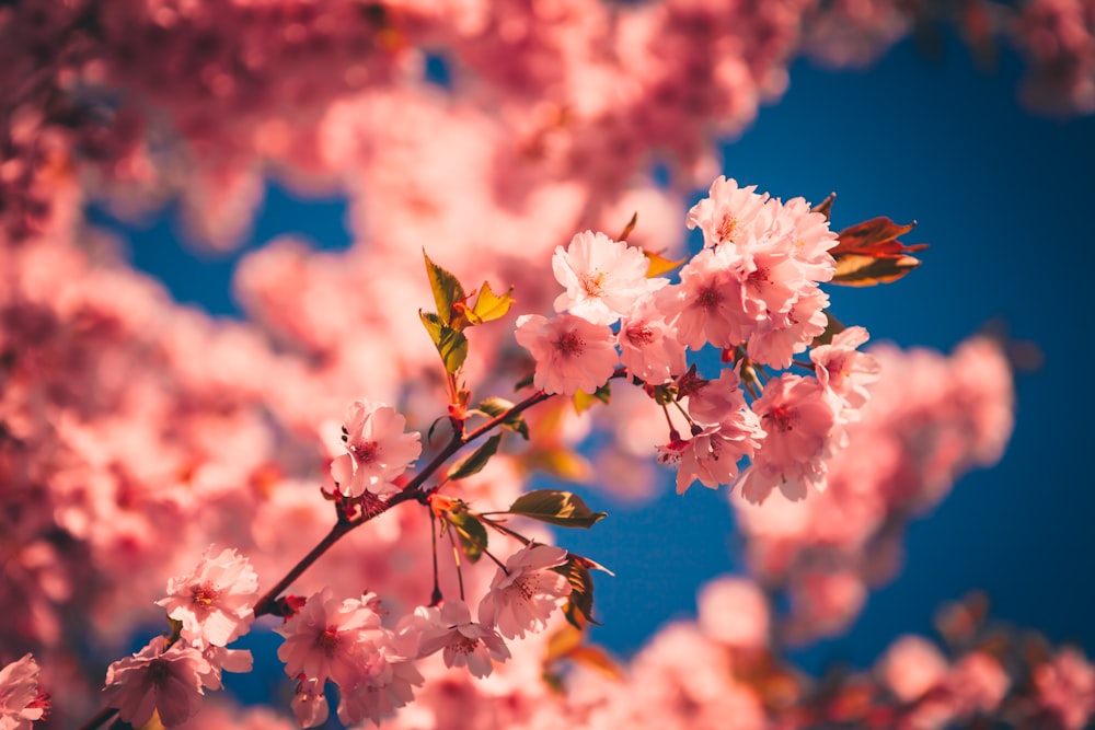 white and pink cherry blossom in close up photography