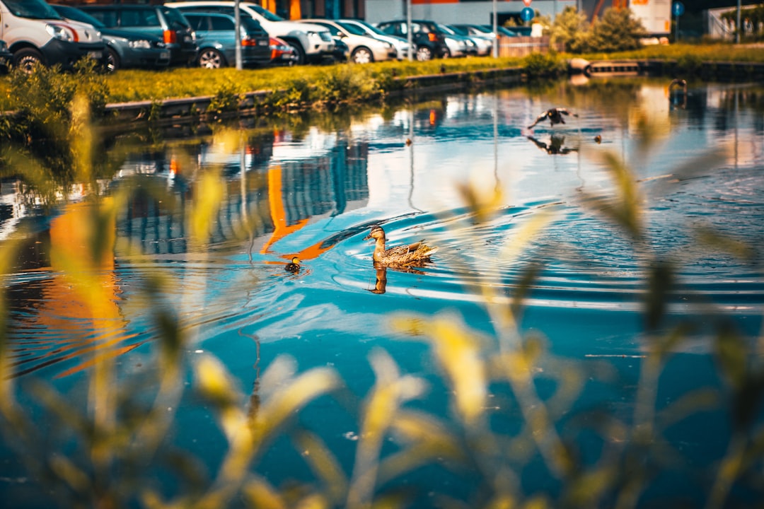 brown wooden duck on water