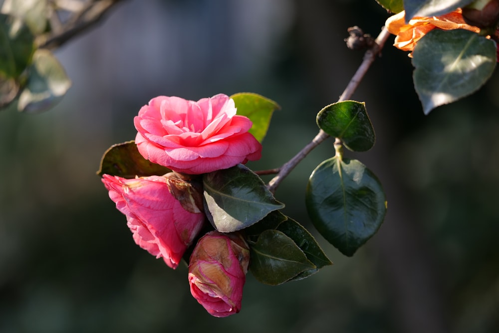 pink rose in bloom during daytime