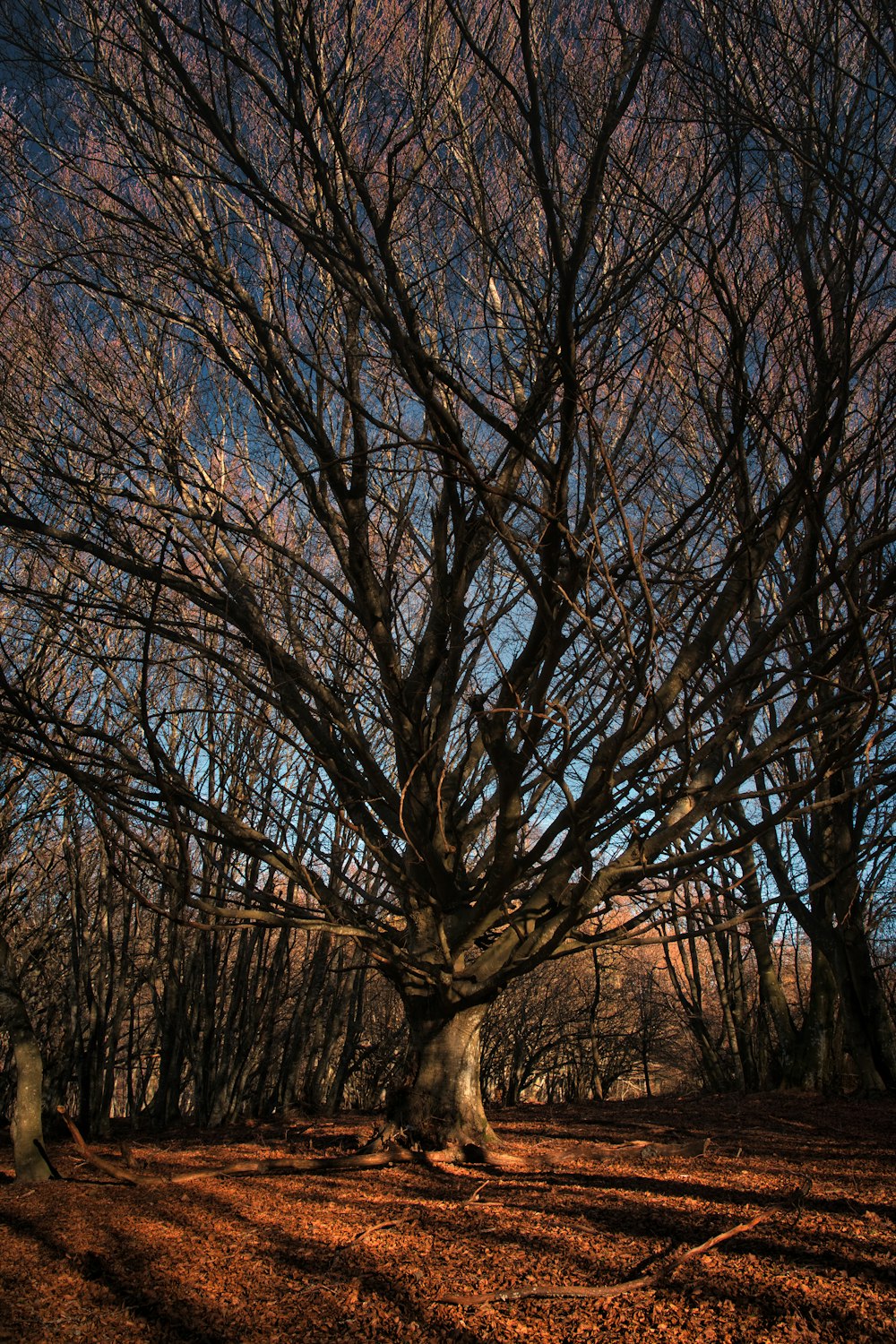 arbres sans feuilles sur un sol enneigé