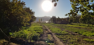 green grass field during daytime