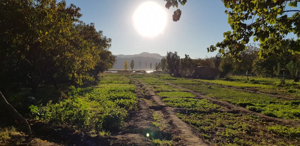 green grass field during daytime