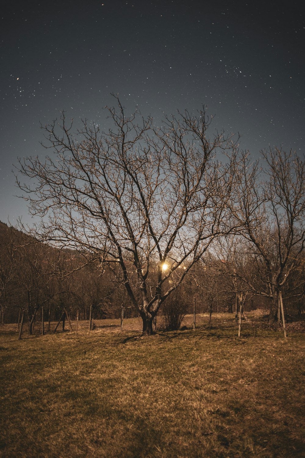 bare trees under blue sky during night time