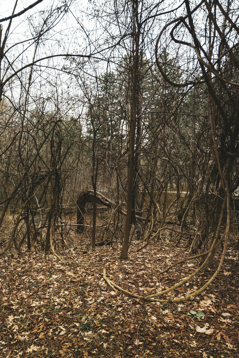 brown dried leaves on ground with trees