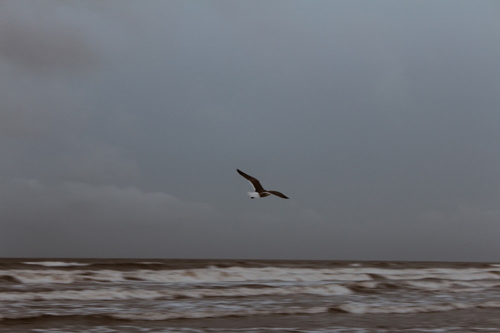 bird flying over the sea during daytime