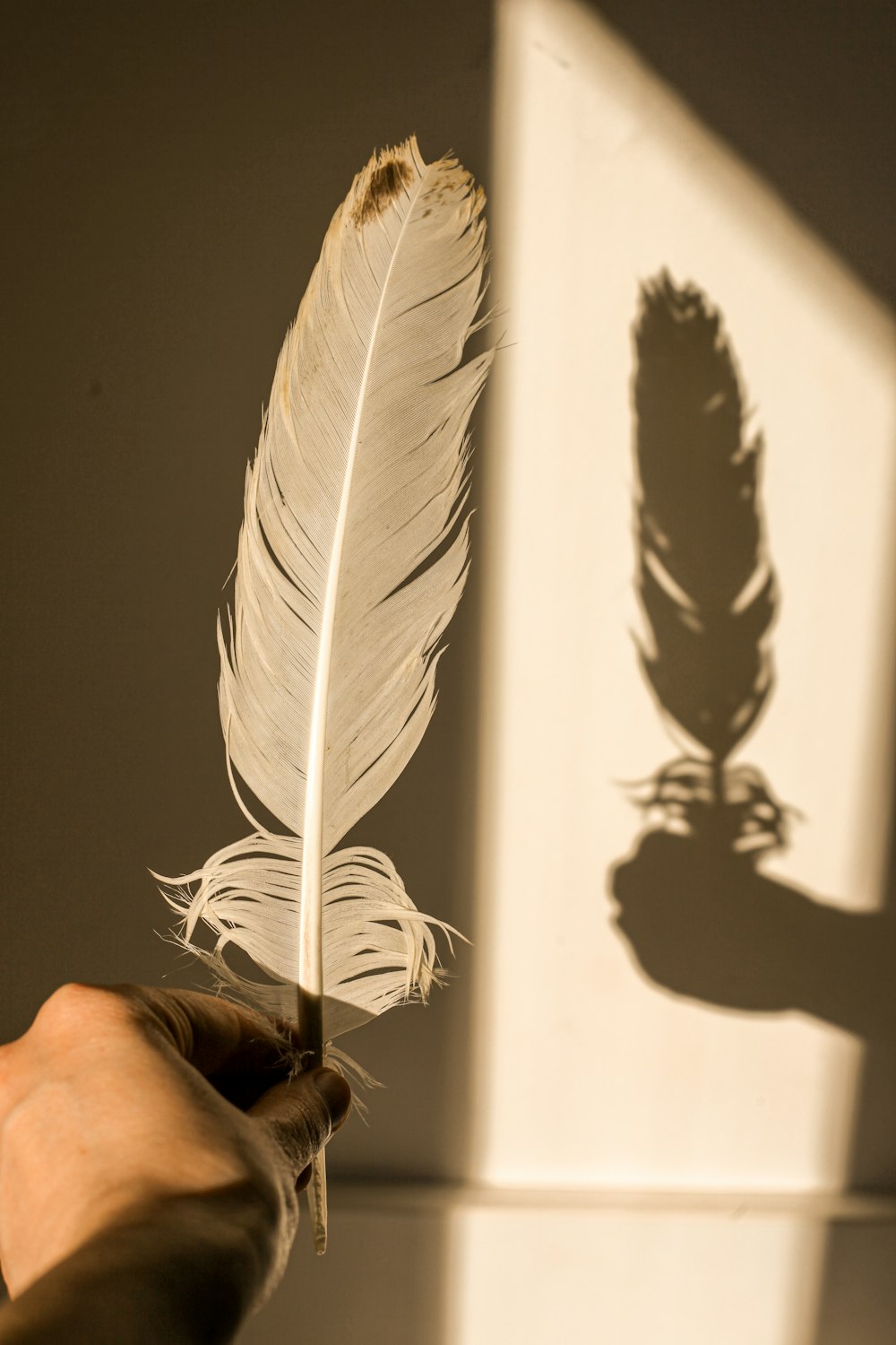 person holding white feather in white room
