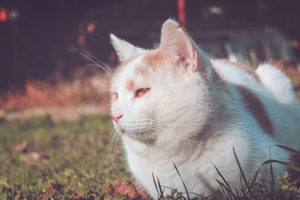 white cat on green grass